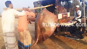 টেকনাফে জেলের বড়শিতে ১৩০ কেজির শাপলাপাতা মাছ