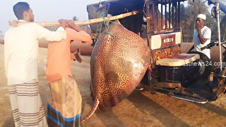 টেকনাফে জেলের বড়শিতে ১৩০ কেজির শাপলাপাতা মাছ