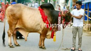 এবছর দেশে ১ কোটি ৪১ হাজার পশু কুরবানি